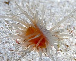 A baby (1 cm) Flame Scallop on Little Cayman. Cute little... by Jim Chambers 